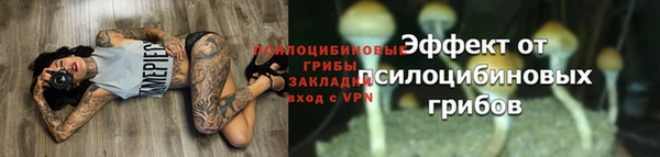 прущие грибы Гусев